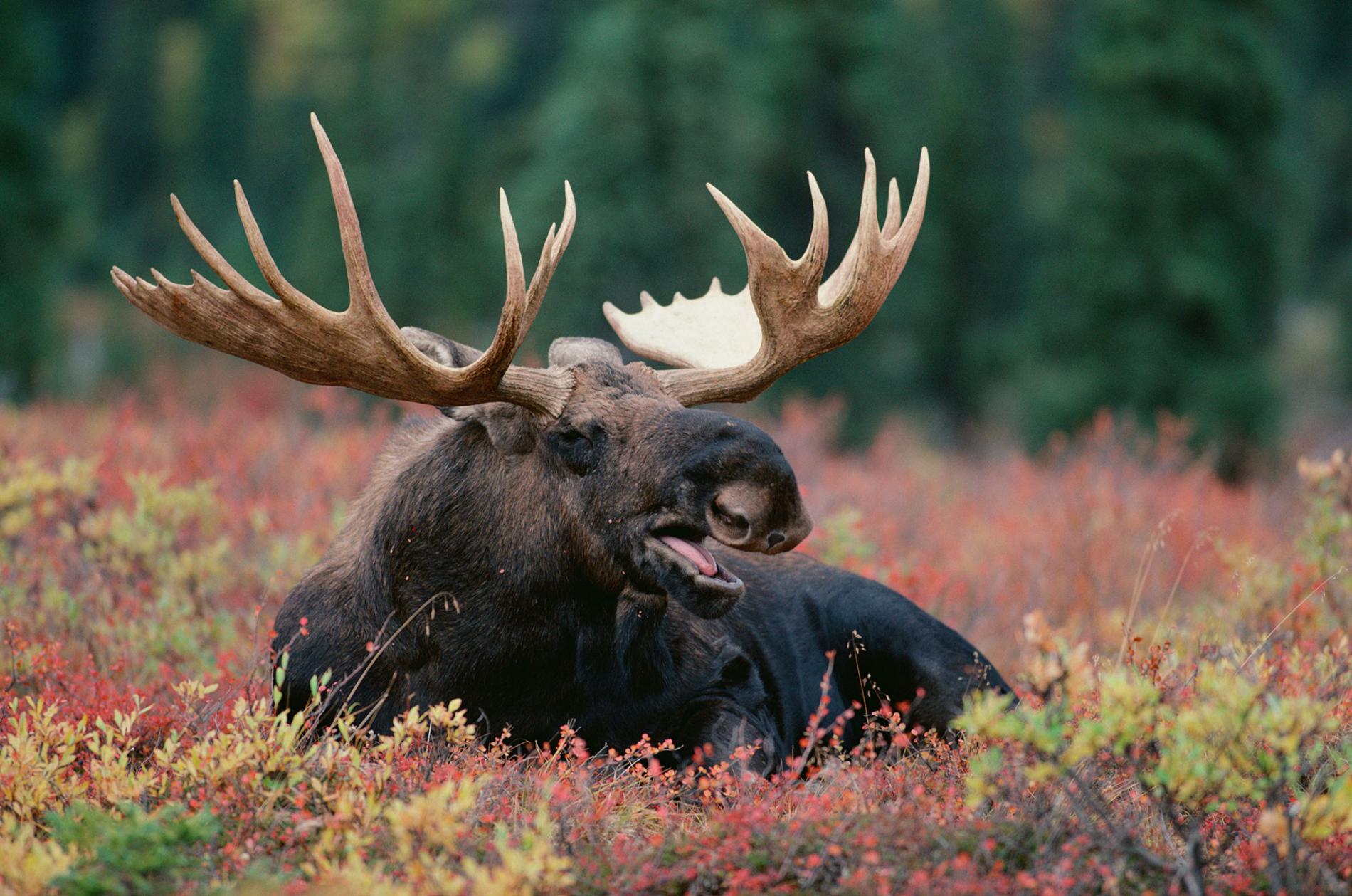 american moose
