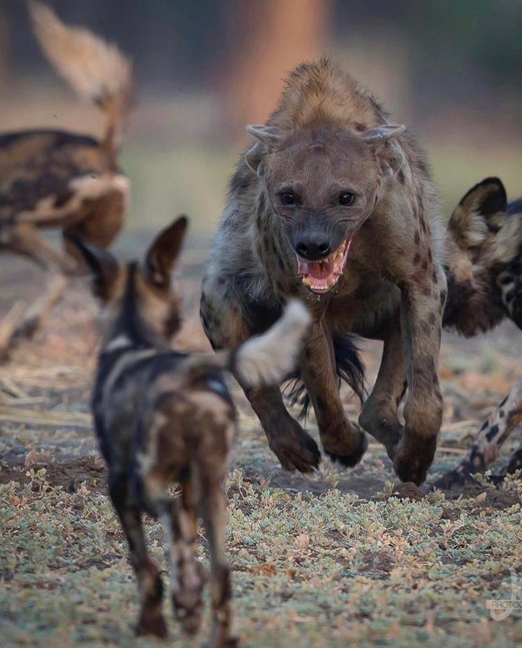 hyena wild dog - Protoc