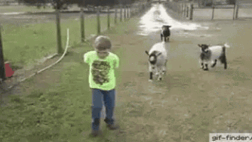 goats smashing