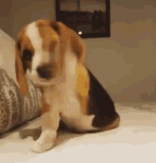 beagle cute gif