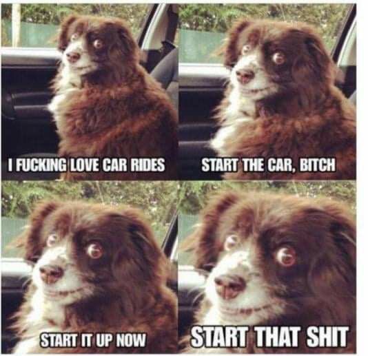 dog in car meme - I Fucking Love Car Rides Start The Car, Bitch Start It Up Now Start That Shit