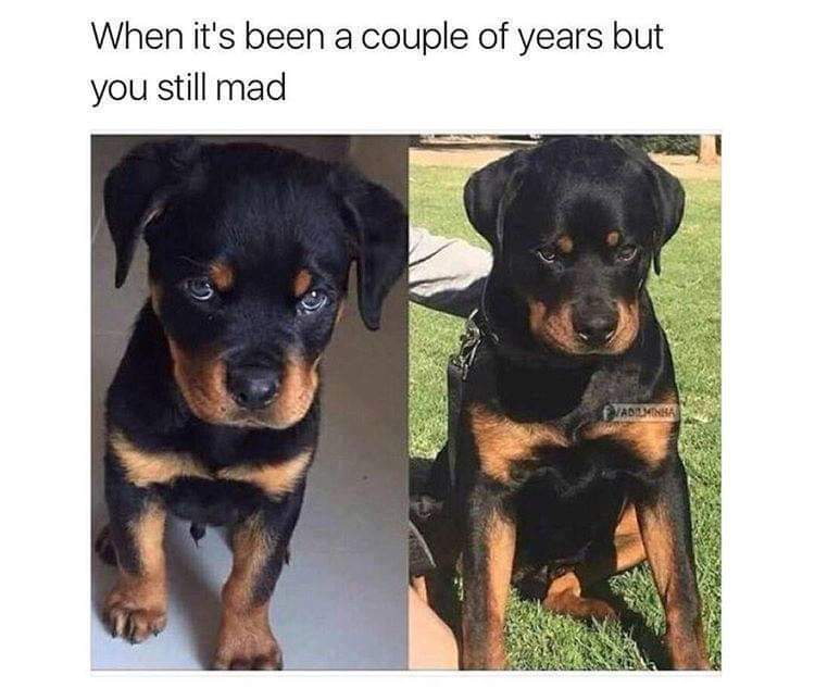 mad rottweiler - When it's been a couple of years but you still mad