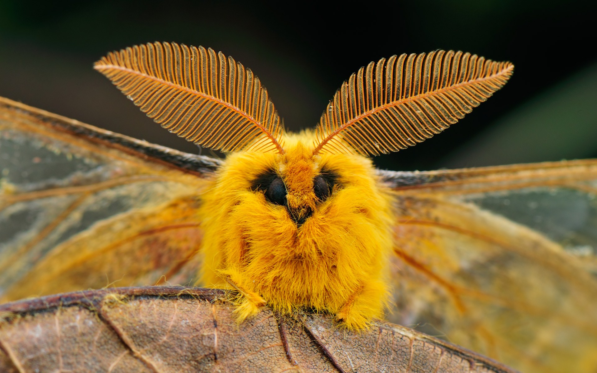 fluffy moths