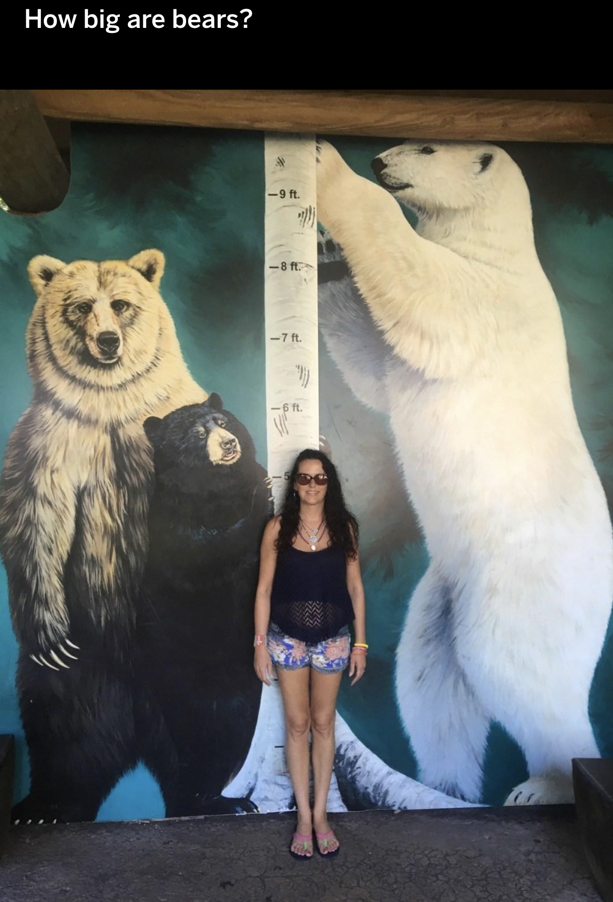 Polar bear - How big are bears?