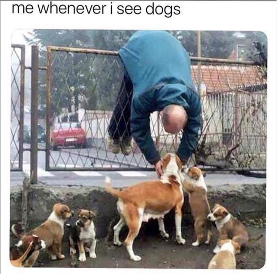 see dogs meme - me whenever i see dogs