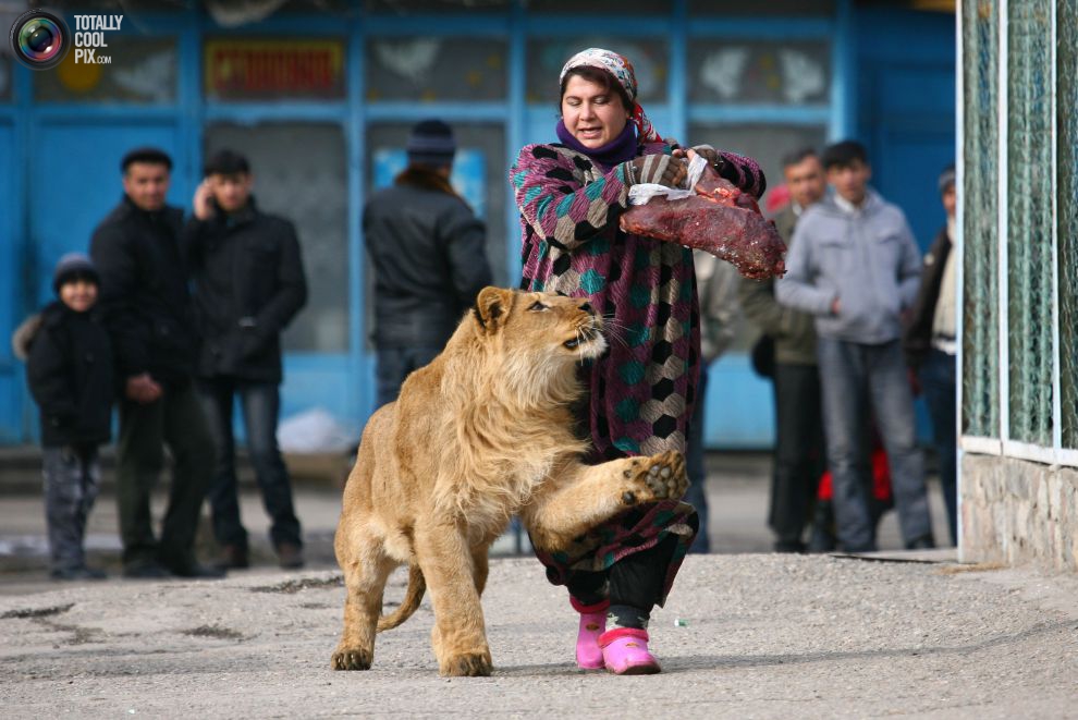 tajikistan lion - Totally Cool Pix.Com