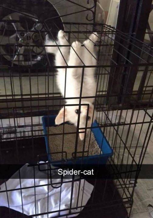 spider kitty - Spidercat