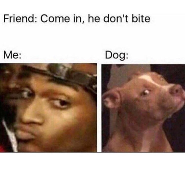 come in he don t bite - Friend Come in, he don't bite Me Dog