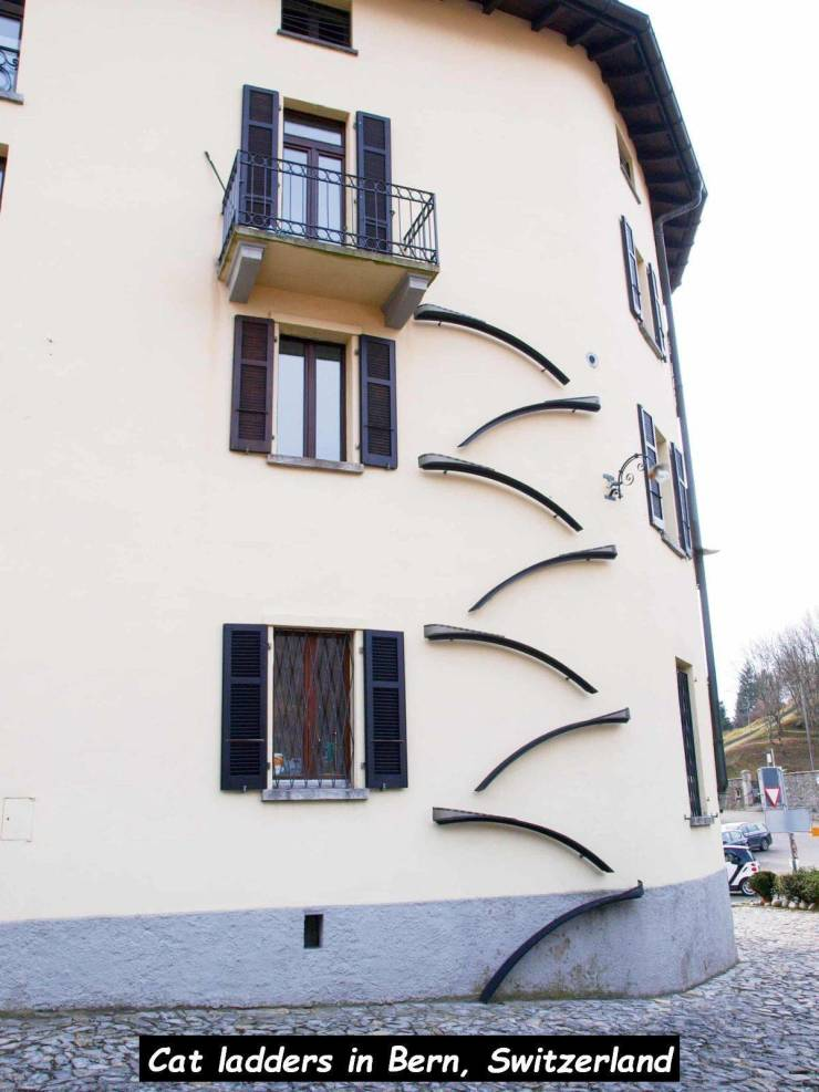 cat ladders - Cat ladders in Bern, Switzerland