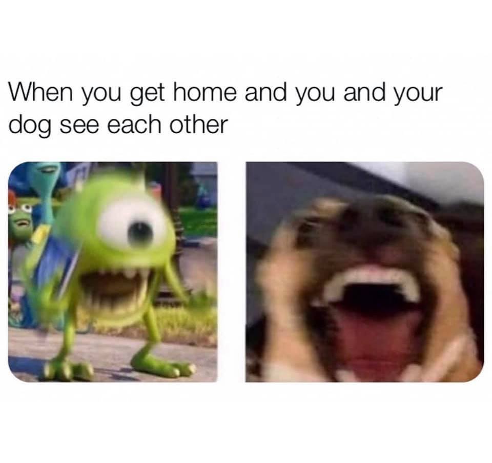 you get home and you and your dog see each other - When you get home and you and your dog see each other