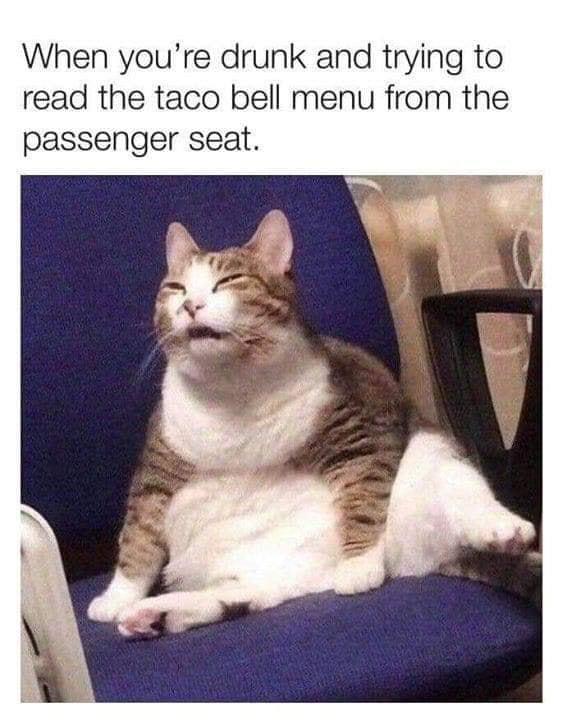 drunk cat taco bell meme - When you're drunk and trying to read the taco bell menu from the passenger seat.