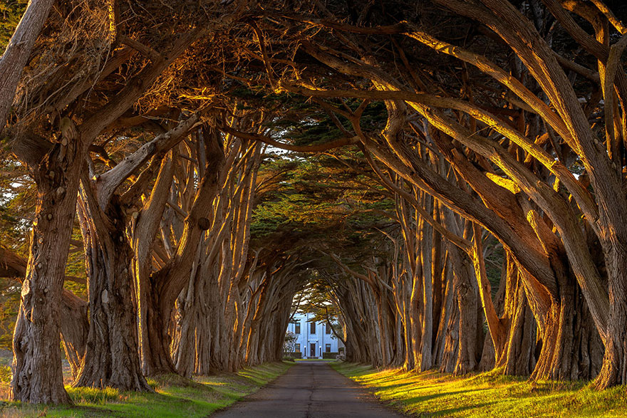 tunnel trees in california