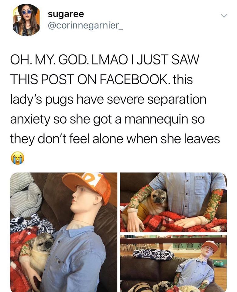 separation anxiety manequin - sugaree Oh. My. God. Lmao I Just Saw This Post On Facebook. this lady's pugs have severe separation anxiety so she got a mannequin so they don't feel alone when she leaves ca