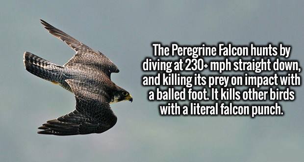 beak - The Peregrine Falcon hunts by diving at 230 mph straight down, and killing its prey on impact with a balled foot. It kills other birds with a literal falcon punch.
