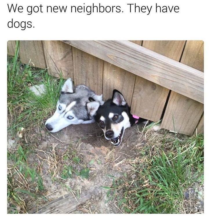we got new neighbors they have dogs - We got new neighbors. They have dogs.