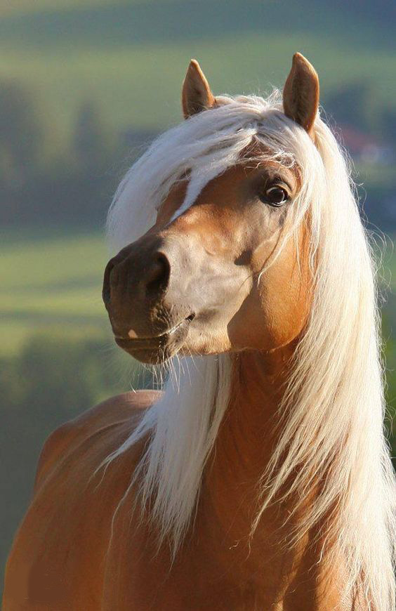 pretty beautiful horse