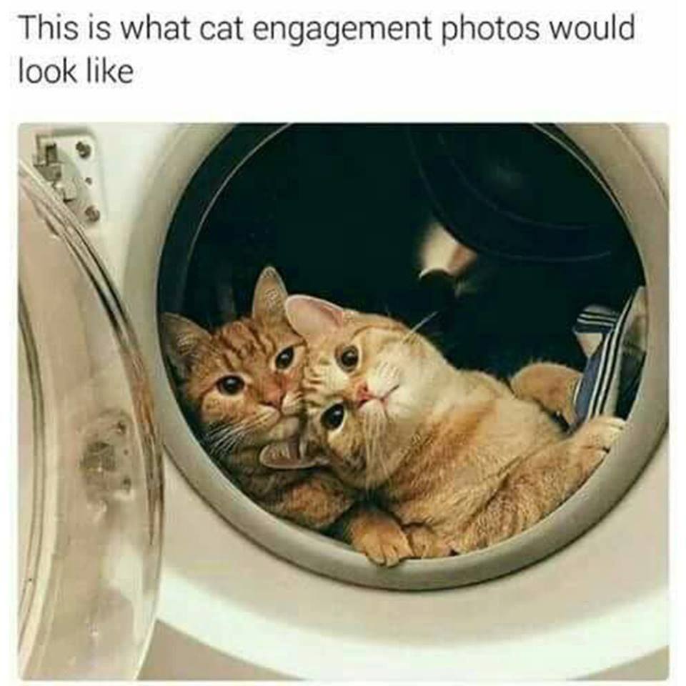cat engagement photos would look like - This is what cat engagement photos would look