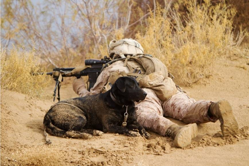 military working dogs