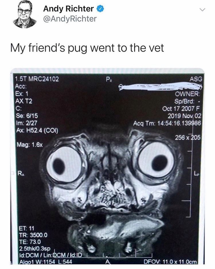 Pug - Andy Richter Richter My friend's pug went to the vet wwwwwwwwww w Pe Pe 1.5T MRC24102 Acc Asg Ex 1 Ax T2 Owner SpBrd F 2019 Nov 02 Acq Tm 16.139986 Se 615 Im 227 Ax H52.4 Coi Mag 1.6x 256 x 205 Et 11 Tr 3500.0 Te 73.0 2.5thk0.3sp IdDcm LinDcm IdIdi 