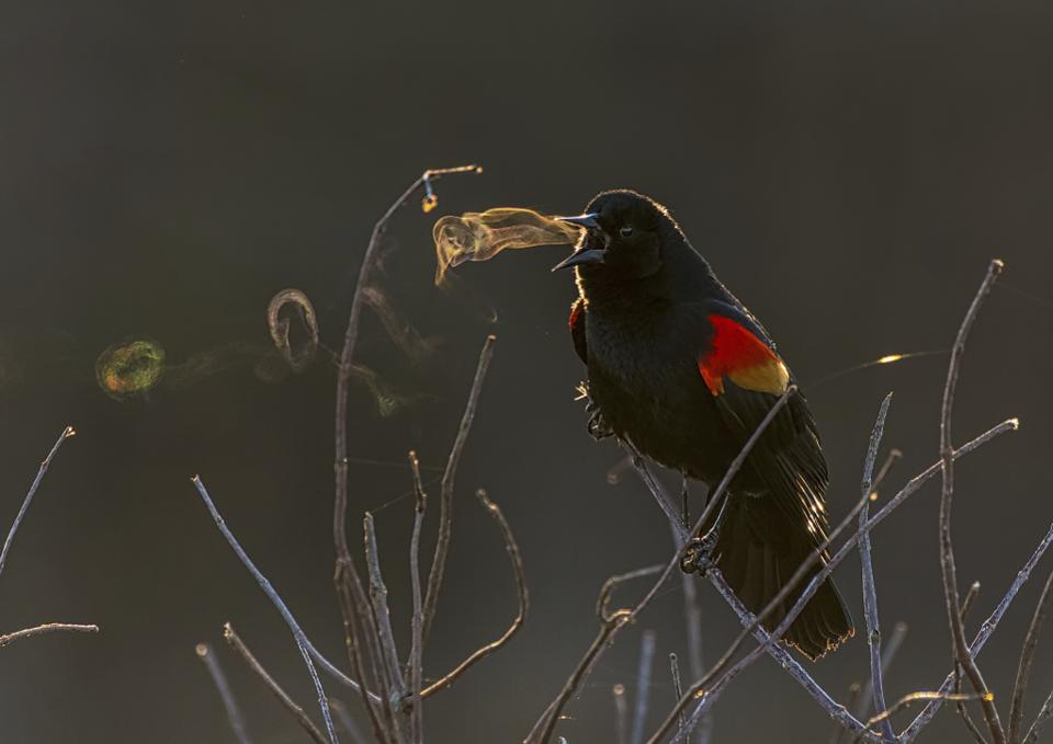 audubon photography awards 2019