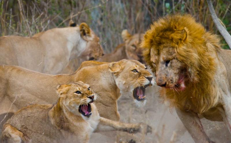 angry lions