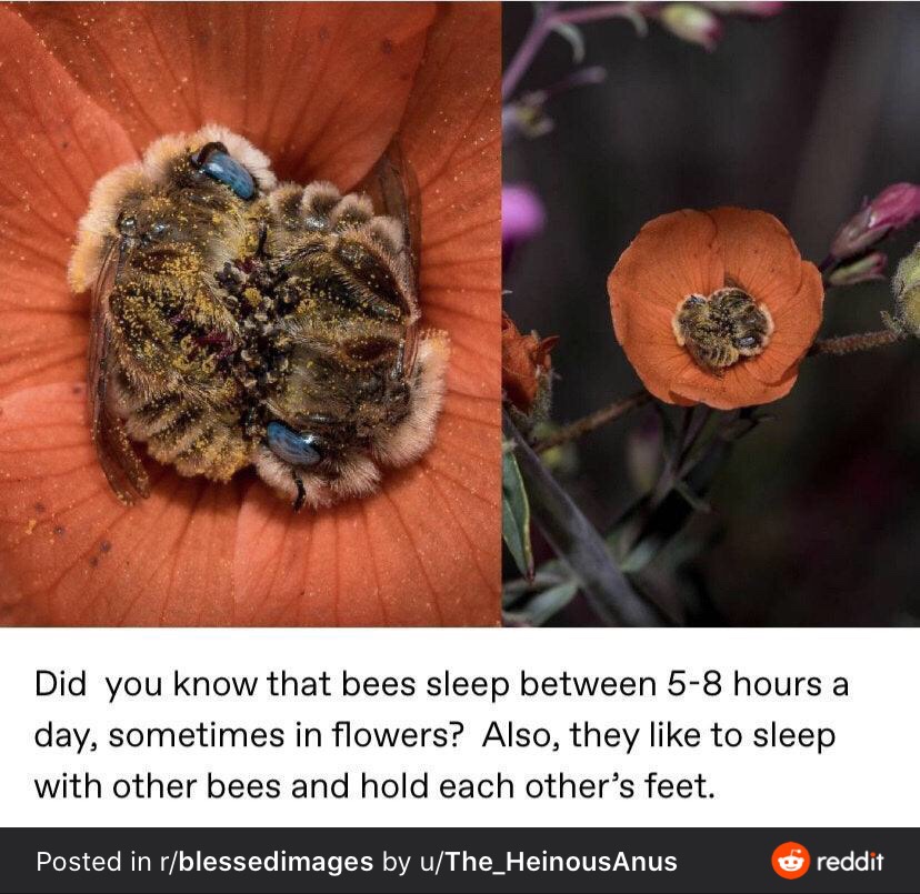 bees sleep together - Did you know that bees sleep between 58 hours a day, sometimes in flowers? Also, they to sleep with other bees and hold each other's feet. Posted in rblessedimages by uThe_HeinousAnus reddit