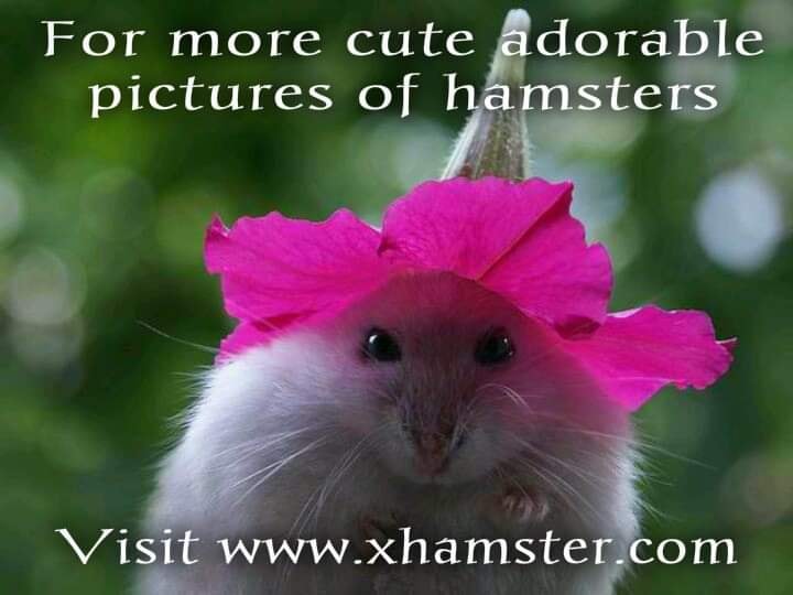 hamster - For more cute adorable pictures of hamsters Visit