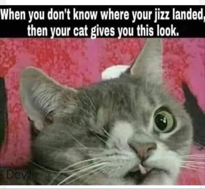 jizz on a cat - When you don't know where your jizz landed, then your cat gives you this look. Devil