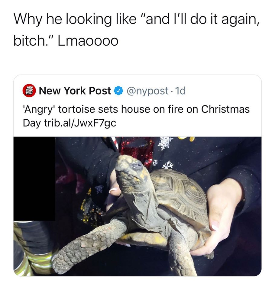 Turtle - Why he looking "and I'll do it again, bitch." Lmaoooo New York Post 1d 'Angry' tortoise sets house on fire on Christmas Day trib.alJwxF7gc