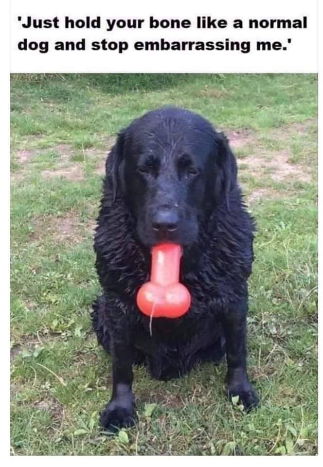 flat coated retriever - 'Just hold your bone a normal dog and stop embarrassing me.'