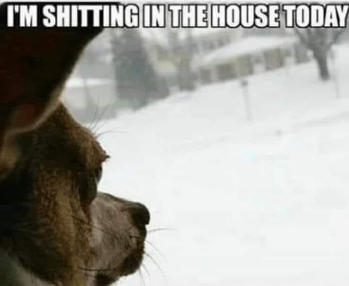 dog - I'M Shitting In The House Today