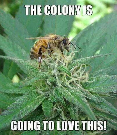 420 memes funny - The Colony Is Going To Love This!
