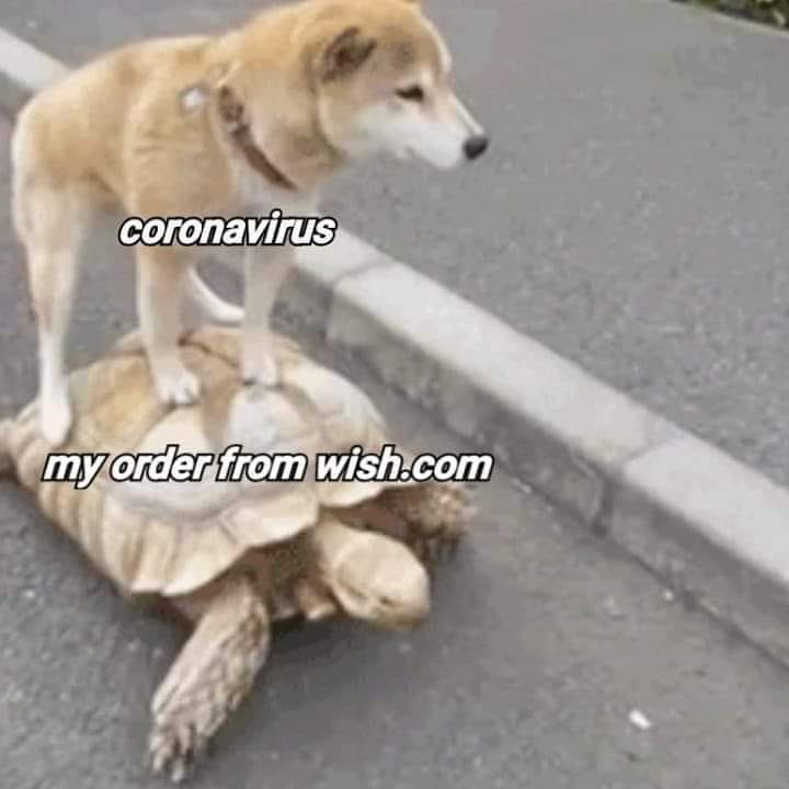 dog rides turtle - coronavirus my order from wish.com
