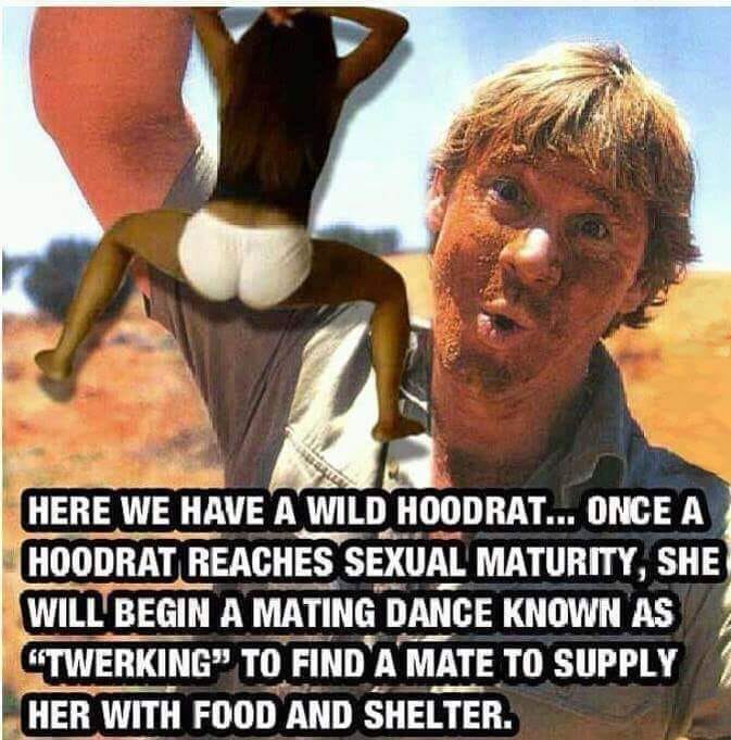 hoodrat memes - Here We Have A Wild Hoodrat... Once A Hoodrat Reaches Sexual Maturity, She Will Begin A Mating Dance Known As Twerking To Find A Mate To Supply Her With Food And Shelter.