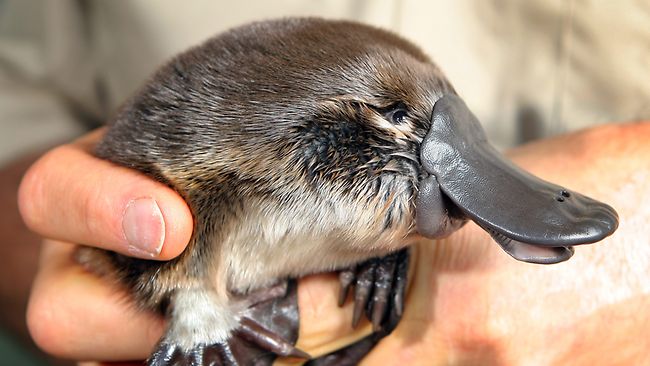 real baby platypus