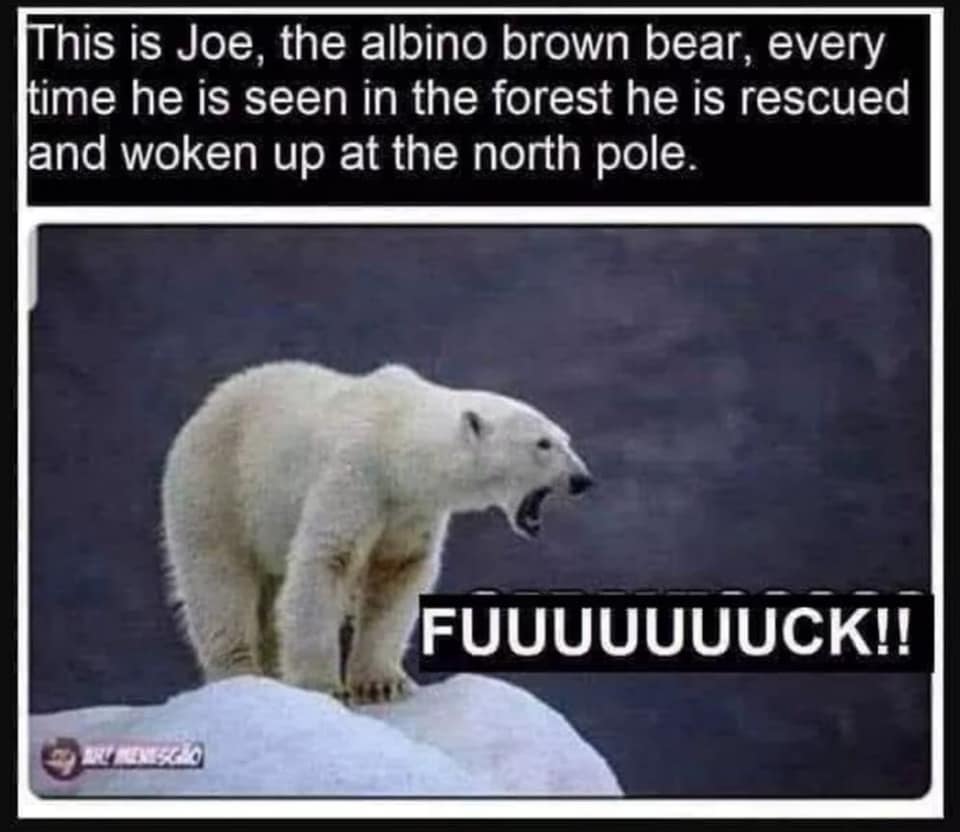 joe the albino brown bear - This is Joe, the albino brown bear, every time he is seen in the forest he is rescued land woken up at the north pole. Fuuuuuuuck!! Arrenscho