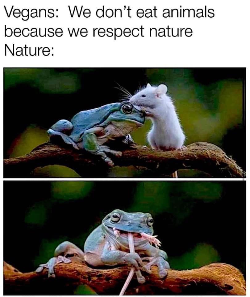 animal - Vegans We don't eat animals because we respect nature Nature