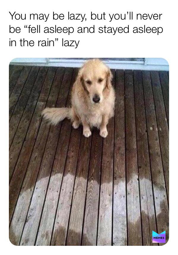 dog fell asleep in the rain - You may be lazy, but you'll never be "fell asleep and stayed asleep in the rain" lazy Memes