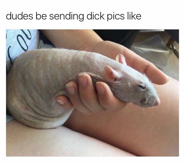 funny sex - dudes be sending dick pics
