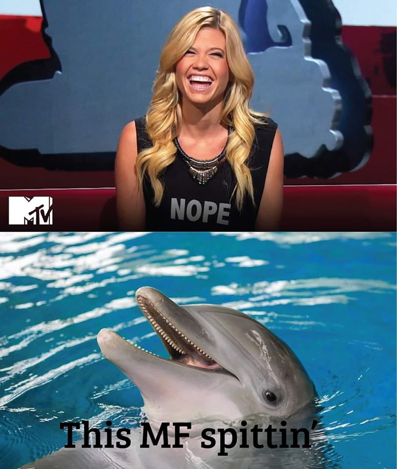 funny memes - national aquarium maya dolphin - Nope This Mf spittin