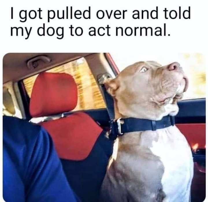 funny memes - got pulled over and told my dog - I got pulled over and told my dog to act normal.