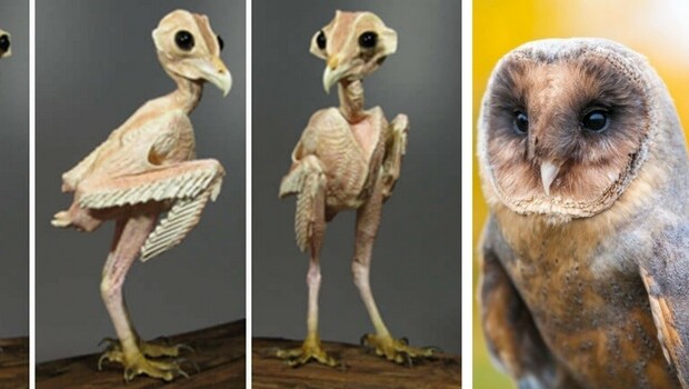 Owl without feathers.