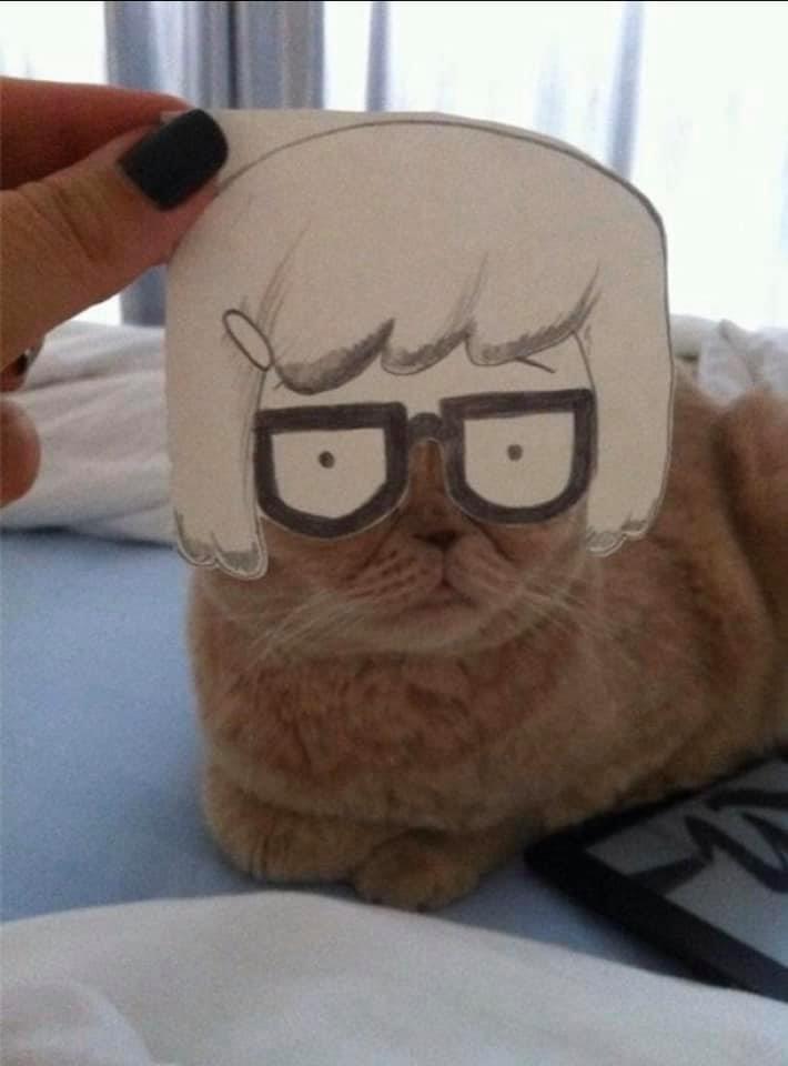 funny pictures - memes - gifs - cat as tina belcher