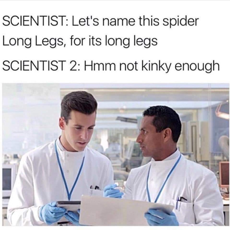 funny pictures - memes - gifs - daddy long legs meme - Scientist Let's name this spider Long Legs, for its long legs Scientist 2 Hmm not kinky enough