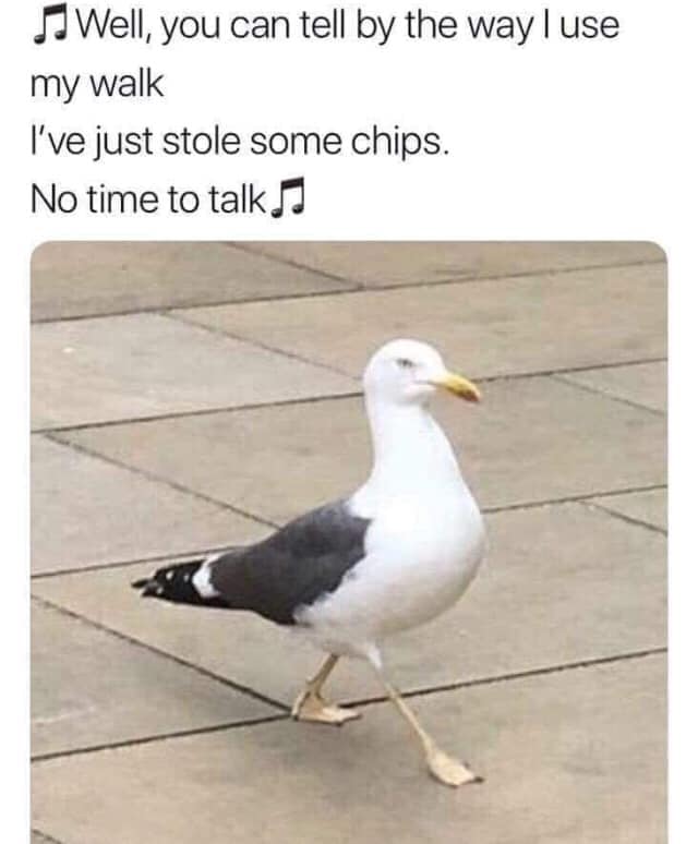 funny pictures - memes - gifs - seagull stole chihuahua meme - Well, you can tell by the way I use my walk I've just stole some chips. No time to talk
