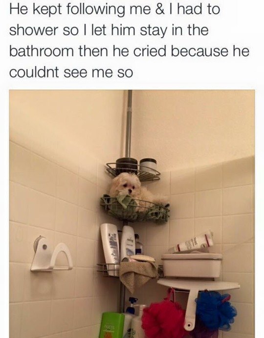 dog crying in shower meme - He kept ing me & I had to shower so I let him stay in the bathroom then he cried because he couldnt see me so