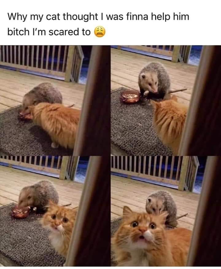 Why my cat thought I was finna help him bitch I'm scared to