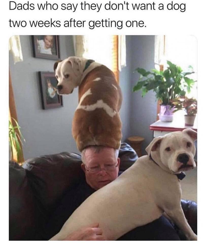 Dads who say they don't want a dog two weeks after getting one. - dog sitting on dad's head while he's on the couch