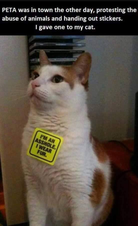 bad cat meme - Peta was in town the other day, protesting the abuse of animals and handing out stickers. I gave one to my cat. I'm An asshole. I wear Fur.