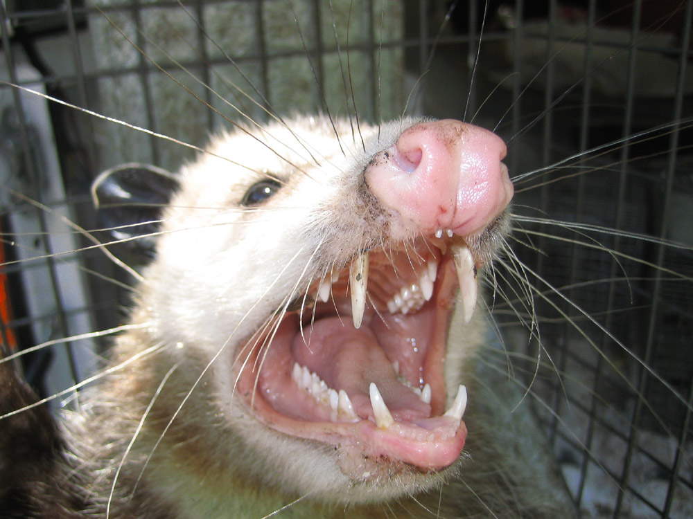 possums teeth